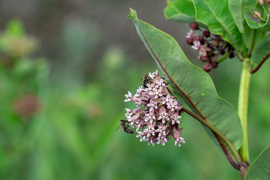 A close-up view of a green flowering plant with large, smooth, and slightly curled leaves displaying prominent veining. The plant features a dense cluster of small, star-shaped pale pink flowers with 